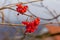 Red berries of a viburnum with raindrops