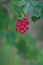 Red berries on a vine