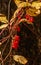 Red berries on the vine are brightly lit