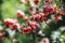 Red Berries at Wilson Promontory National Park