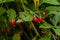 Red berries of woody nightshade, also known as bittersweet, Solanum dulcamara seen in August