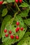 Red berries of woody nightshade, also known as bittersweet, Solanum dulcamara seen in August