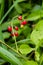 Red berries of woody nightshade, also known as bittersweet, Solanum dulcamara seen in August