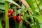 Red berries of woody nightshade, also known as bittersweet, Solanum dulcamara seen in August