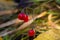 Red berries of woody nightshade, also known as bittersweet, Solanum dulcamara seen in August