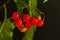Red berries of woody nightshade, also known as bittersweet, Solanum dulcamara seen in August