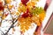 Red berries and yellow leaves on branch close up. Autumn season. Fall harvest concept. Autumn rowan berries on branch