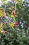 Red berries on yellowish branches with leaves