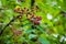 Red berries of Zanthoxylum americanum, Prickly ash a spiny tree with prickly branches. Close-up in natural sunligh.