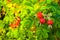 Red berry briar on bush with green leaves, natural plant product