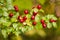 Red Berry Clusters