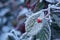 Red berry on frozen leaf. Piedmont, Northern Italy.