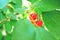 red, berry, fruit, cherry, tree, nature, green, plant, leaf, food, branch, ripe, berries, forest, summer, leaves, garden, bush, co