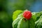 Red berry with green leaves in the sun. Photo of ripe raspberries branch.