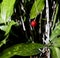 Red berry on a Japanese bamboo Dracaena Surculosa