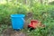 Red berry picker and blue bucket