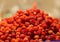 Red berry raspberries