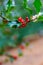 Red berry thistle realistic email or top header greetings