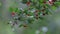 Red Berry tree in rain