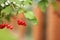 Red berry Viburnum opulus at sunset on the branch