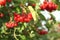 Red berry Viburnum opulus at sunset on the branch