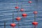Red berthing buoys on blue water