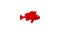 Red betta fish, fighting fish icon animation