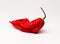 Red Bhut Jolokia Ghost Pepper