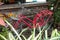 Red bicycle antique in front of a wooden table