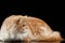 Red big adult persian Cat Angry Lies and turned right on black