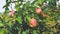 Red big apples on a branch. Winter variety of apples on a green tree. Apple variety Florina, Querina