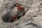 Red big arm crab in mangroves