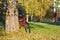 Red bike standing near a trunk large birch