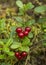 Red bilberries