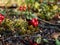 Red bilberries cowberry on bush