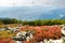 Red bilberry bushes among stones on the hill