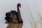 The red bill black swan in a wetland park, Malaysia