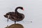 The red bill black swan in a wetland park, Malaysia