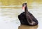 The red bill black swan in a wetland park, Malaysia