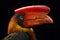 Red bill hornbill detail portrait. Northern rufous hornbill, Buceros hydrocorax, Philippine bird in the dark forest habitat. Head