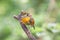 Red-bill leiothrix standing on dry branch