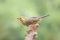 Red-bill leiothrix standing on tree