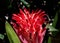 Red billbergia pyramidalis or flaming torch flower with purple tips