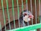 Red-billed bird with dark feathers inside green cage