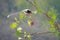 Red-billed Blue Magpie