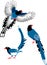 Red-billed blue magpie