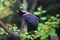 Red-billed Blue Magpie