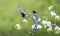 Red-billed Blue Magpie