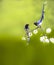 Red-billed Blue Magpie