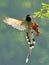 Red-billed blue magpie numerous foraging instantly